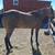 4 year old gelding 3 thumbnail