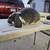 French lop buck show rabbit 1 thumbnail
