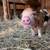 Kunekune (Kune kune) pigs and pork 22 thumbnail