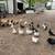 Ducks 1 thumbnail