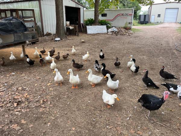 Ducks 1
