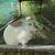 Californian livestock bunny rabbit, does-1 year old + 8 thumbnail