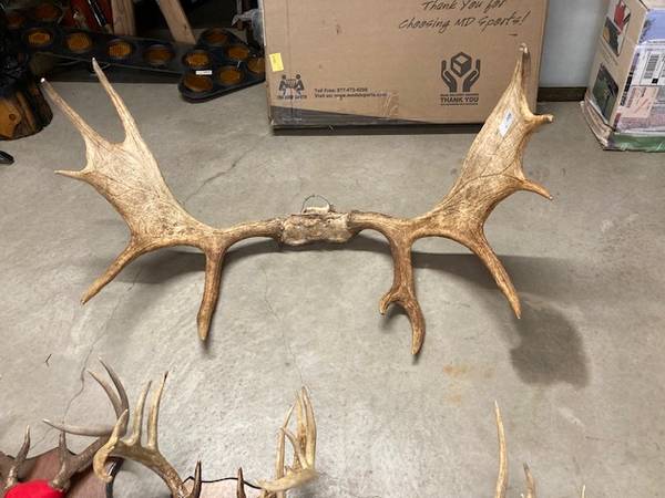 Moose Antlers 41" wide Taxidermy 1