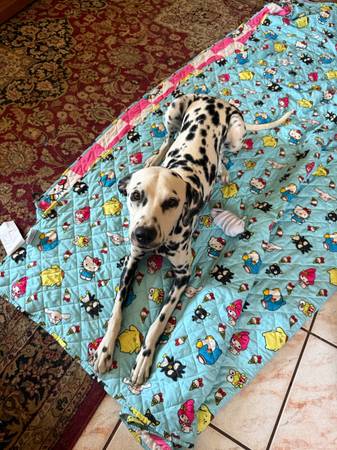 rehome dalmatian 1