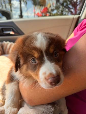 Mini American Shepherd (Mini Aussie)63867089721603122
