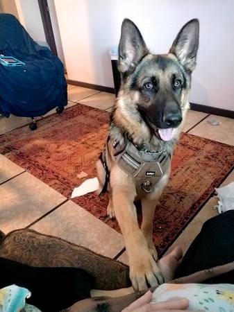 Young German Shepherd – Rehoming to the Right Home 1