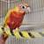 Sun cheek conures 3 thumbnail