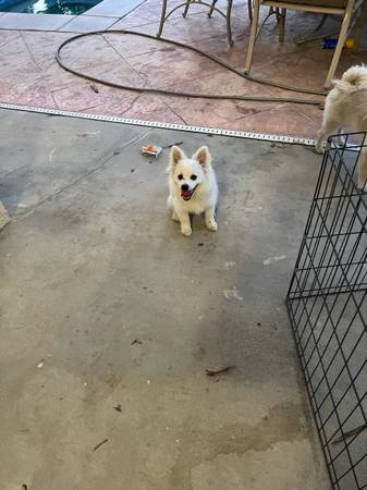 Pomeranianos (Palm Springs)63469660882561121