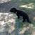 Female Mini Poodle Pup! 1 thumbnail