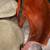  Cushioned Wood Floral Chairs Santa FA VN Co. 5 thumbnail