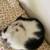 Kitten FREE 5 thumbnail