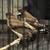 Finches 4 thumbnail