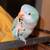 Quaker bird 1 thumbnail