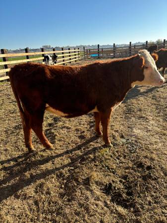 Hereford heifer 1