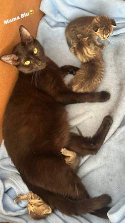 Rehoming Kittens & Their Mom (Brooklyn)63887462874371124