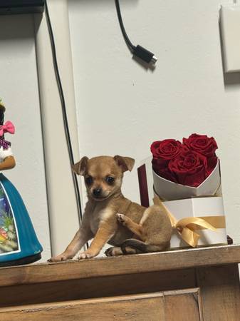 Taza de té chihuahua (fremont / union city / newark)63683376920321120