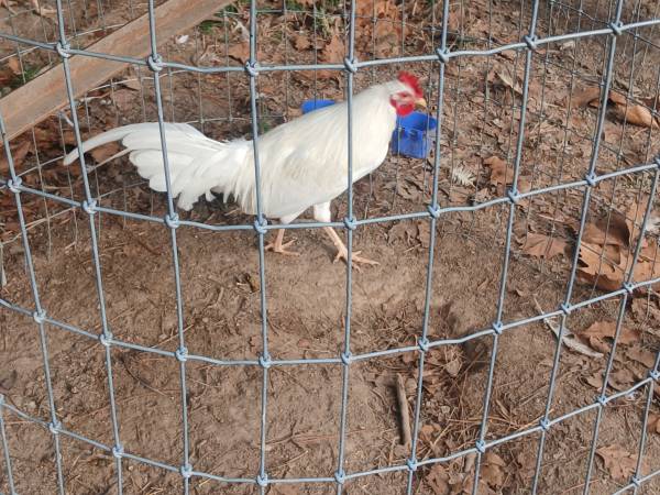 spanish gamefowl 1
