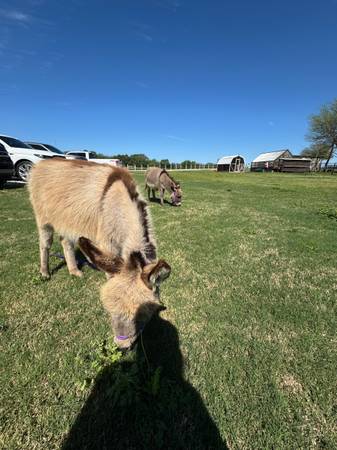 Mini Donkey (pending) 1