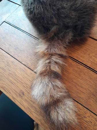 Davey Crockett Hat,child size - $8 (San Francisco near Zoo)63471457941121122