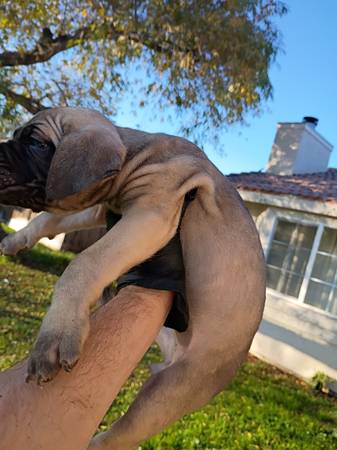 Cane corso puppies 8 weeks 1