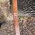 Oberon Longbow 2 thumbnail