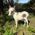 Mini donkey foals 6 thumbnail