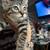 Beautiful Female Kitten 3 thumbnail