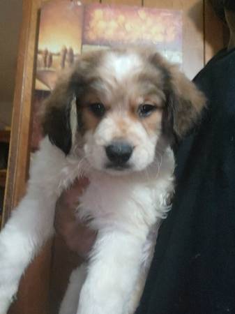 Retriever/ Hound puppies63882831140611122