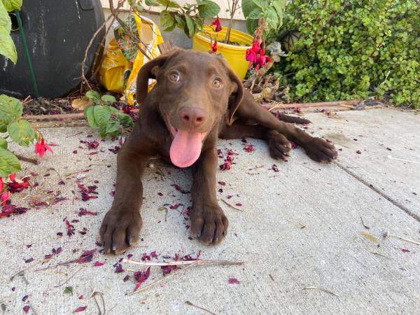 Male chocolate Labrador puppy (san jose east)