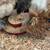 Chickens / Gallinas / Gallos / Hens / Roosters 2 thumbnail