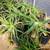 Large Aloe Succulents - drought tolerant - 10 for $50 2 thumbnail