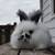 English Angora Rabbits 7 thumbnail
