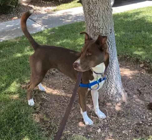 LOST PET - DARK BROWN W/ WHITE MARKINGS / MIXED / FEMALE -$$ Reward $$ (Las Vegas, NV)63907417981827121