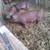 Duroc Pigs for Sale 3 thumbnail