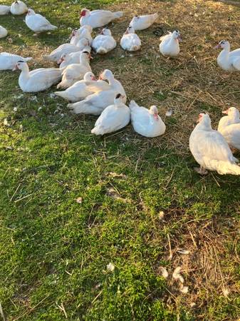 Muscovy Ducks 1