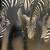 COLORS IN THE WILD • National Wildlife Federation 10 thumbnail