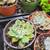 SUCCULENTS: Echeveria and other plants for sale: Large Variety $5 each 19 thumbnail