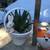Zebra & Flow succulents in cute animal planters 8 thumbnail
