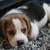 All Dogs Obedience and PottyTraining*Guaranteed*and reasonable price 10 thumbnail