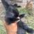 Bunny rabbits 1 thumbnail