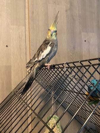 Rehoming Birds (Wetumpka)63481446965761121