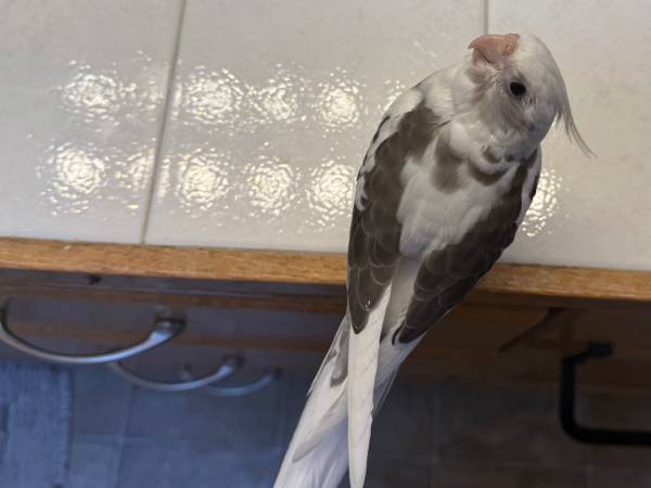 Handfed male Whiteface pied cockatiel (Lynnwood,WA)63853650758915124