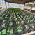 Warrenton Plants Nursery Nurseries 13 thumbnail