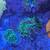 Saltwater corals for reef tank 5 thumbnail