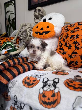 Female Shih Tzu puppy (New Caney Tx)63859317265283121