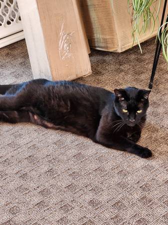 FOUND...FRIENDLY BLACK MALE CAT (Bothell)63800627075075123