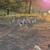 Guard  Goose Guard Goose 1 thumbnail