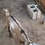 Nigerian Dwarf Goat 2 thumbnail