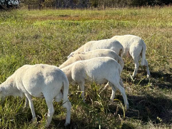 St. Croix ram lambs 1