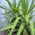 Yucca Plants 1 thumbnail